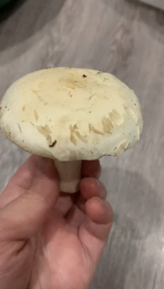 Гриб из Набережные Челны