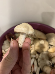 Гриб из Набережные Челны