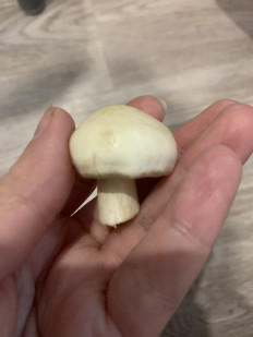 Гриб из Набережные Челны