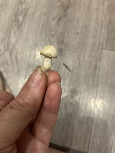 Гриб из Набережные Челны