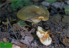 Свинушка тонкая