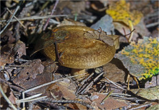 Свинушка тонкая