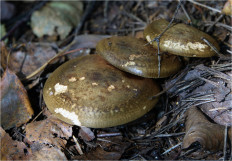 Свинушка тонкая