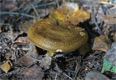 Свинушка тонкая