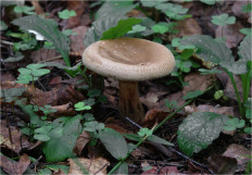 Свинушка тонкая