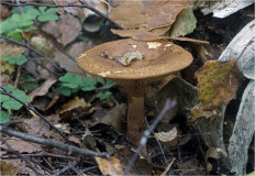 Свинушка тонкая