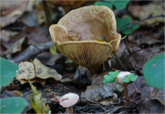 Свинушка тонкая