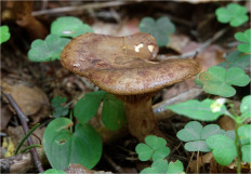 Свинушка тонкая