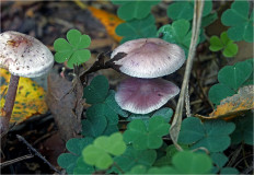 Гриб из Москва