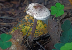 Гриб из Москва