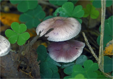 Гриб из Москва