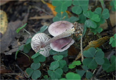 Гриб из Москва