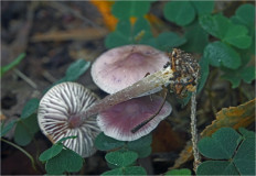 Гриб из Москва