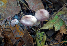 Гриб из Москва