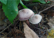 Гриб из Москва