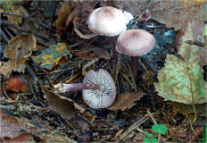 Гриб из Москва