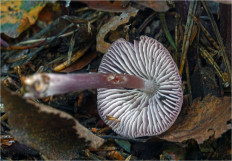 Гриб из Москва