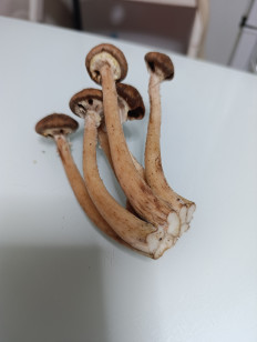 Гриб из Санкт-Петербург