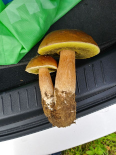 Гриб из Волхов