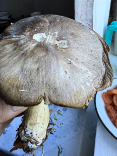 Коллибия широкопластинчатая