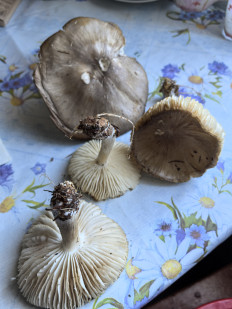 Коллибия широкопластинчатая