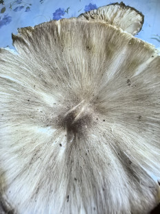 Коллибия широкопластинчатая