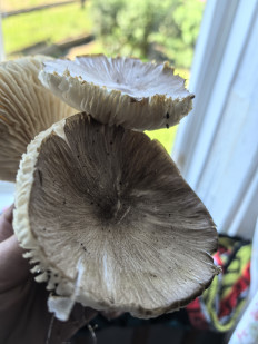 Коллибия широкопластинчатая