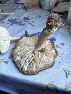 Коллибия широкопластинчатая