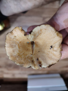 Гриб из Комсомольск-на-Амуре