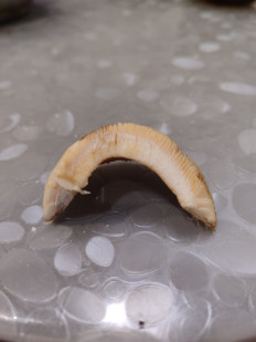 Гриб из Комсомольск-на-Амуре