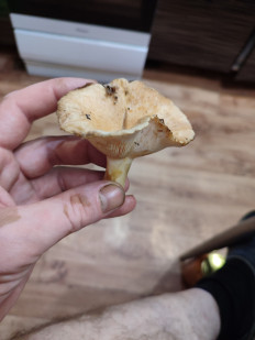 Гриб из Комсомольск-на-Амуре