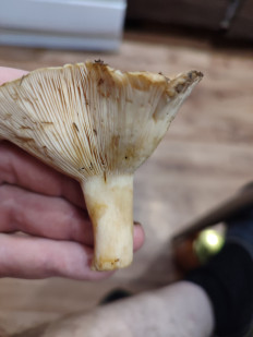 Гриб из Комсомольск-на-Амуре