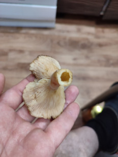 Гриб из Комсомольск-на-Амуре