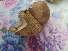 Гриб из Пенза