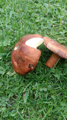 Гриб из Обнинск