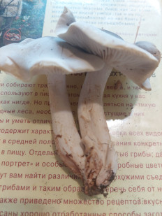 Гриб из Москва