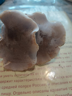 Гриб из Москва