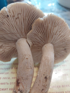 Гриб из Москва