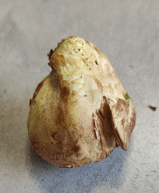 Гриб из Павловский Посад