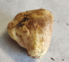 Гриб из Павловский Посад