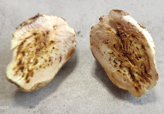 Гриб из Павловский Посад