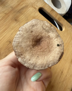 Гриб из Ярославль