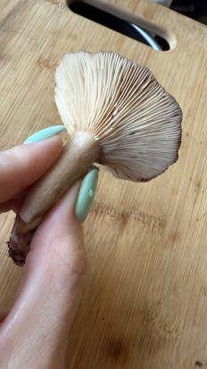 Гриб из Ярославль