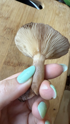 Гриб из Ярославль