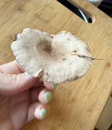 Гриб из Ярославль