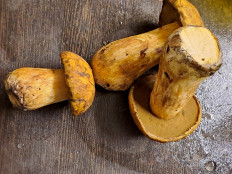 Гриб из Екатеринбург