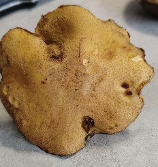 Маслёнок желто-бурый