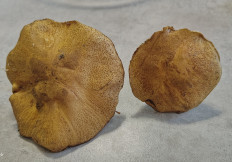 Маслёнок желто-бурый