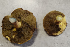 Маслёнок желто-бурый