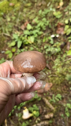 Мокруха еловая